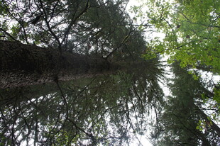 林间倒影 静谧自然之景