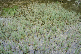 紫色薰衣草花田美景