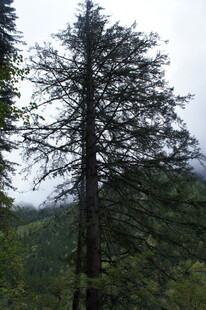 山林中的挺拔松树