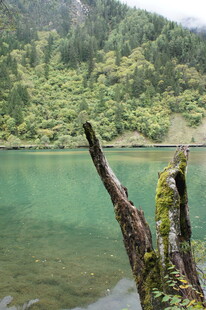 山间幽湖与枯木