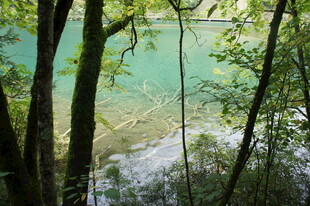 林间窥景 碧湖与葱郁林木