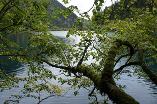 湖畔树枝低垂的静谧景致