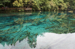 清澈碧绿的水下森林景观