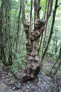 森林中奇特造型的树干