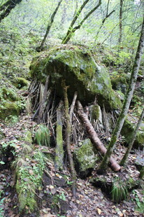森林中盘根错节的苔藓老树