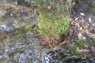 溪边苔藓与红叶景象