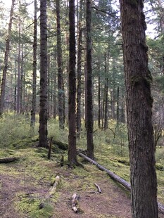 静谧森林中的自然景象