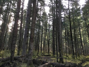 茂密森林中的挺拔树木