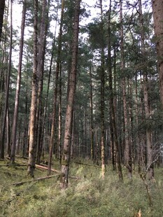 茂密松树林景观