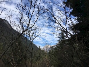 山间景致 蓝天映衬树林