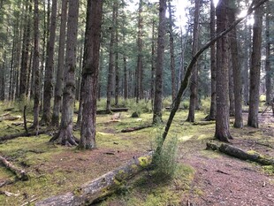 静谧森林中的自然景象