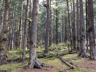 静谧森林中的挺拔树木
