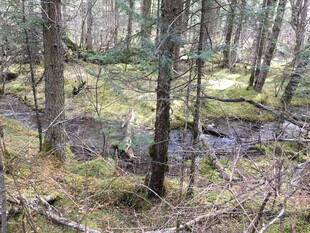 森林中的蜿蜒溪流
