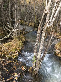 山间溪流穿林而过