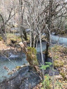 秋日林间潺潺溪流