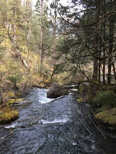 林间溪流潺潺的自然美景