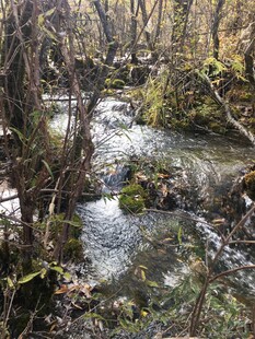 山间清澈溪流与植被景观