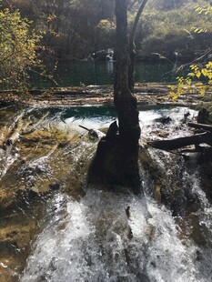山间溪流中的独特树干