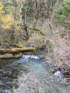 山林中的清澈溪流