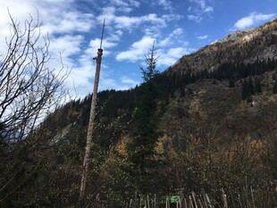 山间木杆与萧瑟树木景观