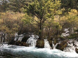 山间溪流旁的葱郁树木
