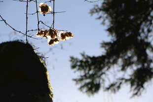 枝头枯叶映蓝天