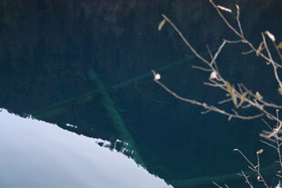 水面枯枝倒影景象