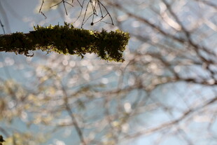 枝头苔藓与朦胧背景