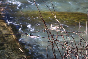 潺潺溪流中的灵动景象
