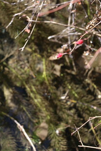 溪边带刺植物与水面倒影