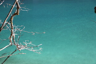 清澈湖水与枝头景象