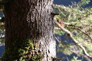 树干上的青苔与周边景致