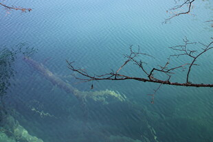 水下枯树枝的静谧景象