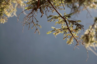 枝头新绿映蓝天