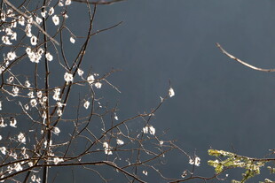 湖畔春花绽放枝头