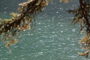 透过枝叶望碧波湖水