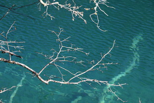 枯枝悬于碧蓝海水之上