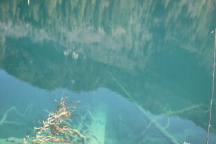 清澈水下的多彩海草景观