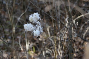 雪覆草丛中的白色植物