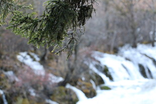 雪覆瀑布旁的松枝