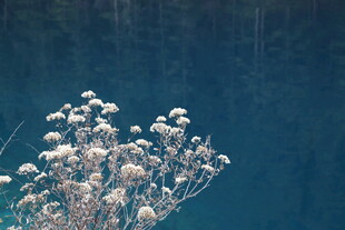 湖畔绽放的白色小花