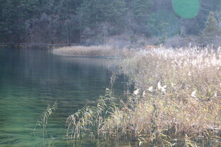 湖畔苇丛 静谧自然之景