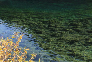 清澈湖水边的金黄植物