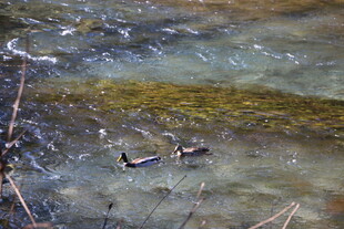 清澈溪流中的漂浮物