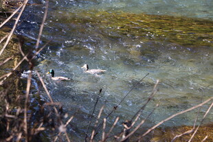 清澈水域中悠游的鸭子