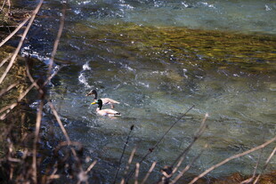 水中游弋的鸭子