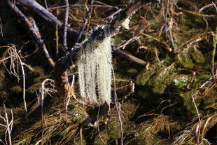 树枝上的白色丝状物体