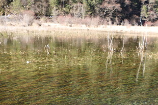 清澈湖水与岸边景致