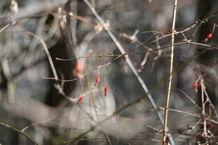 枝头栖息的小鸟
