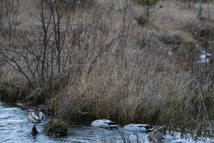 冬日溪边枯萎的杂草